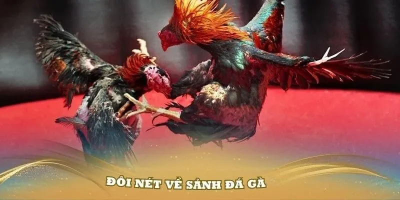 Đôi nét về thiên đường đá gà cùng nhiều kèo cược hấp dẫn